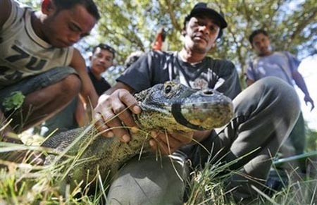 Đảo rồng tại Indonesia