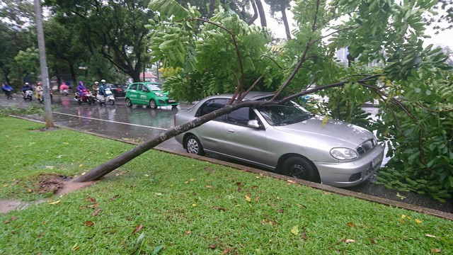 Đạp cửa, bố cứu con gái thoát khỏi xe bị cây cổ thụ đổ trúng