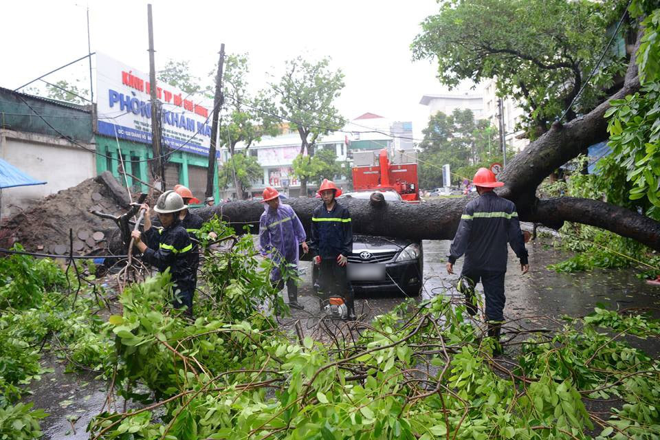 Đạp cửa, bố cứu con gái thoát khỏi xe bị cây cổ thụ đổ trúng