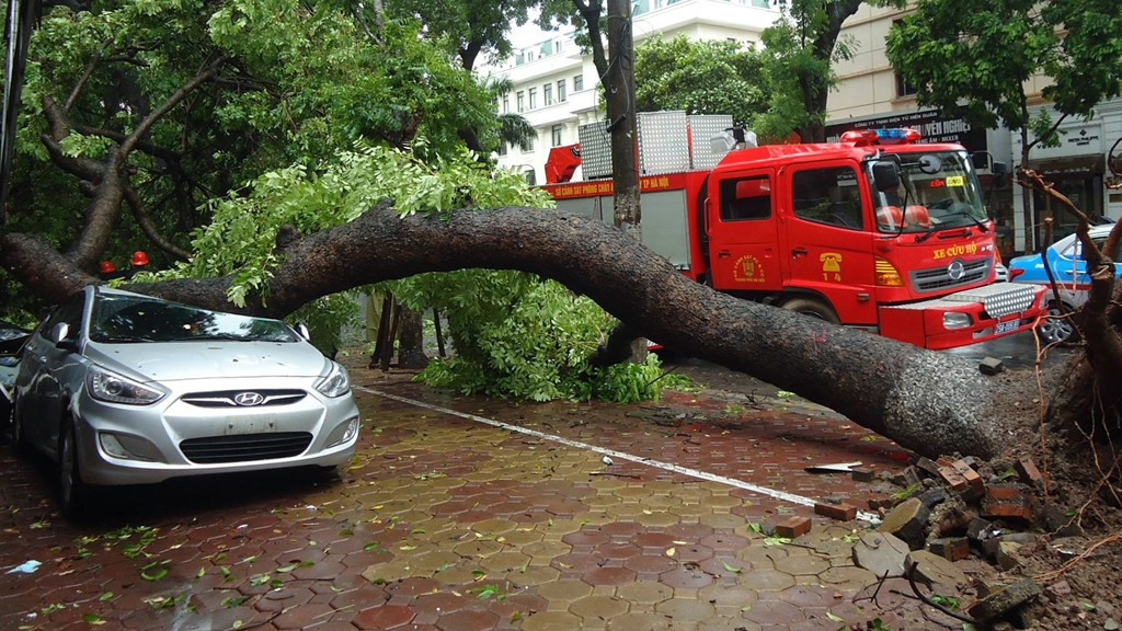 Đạp cửa, bố cứu con gái thoát khỏi xe bị cây cổ thụ đổ trúng