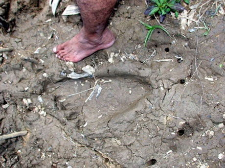 Dấu chân người khổng lồ bí hiểm ở Malaysia