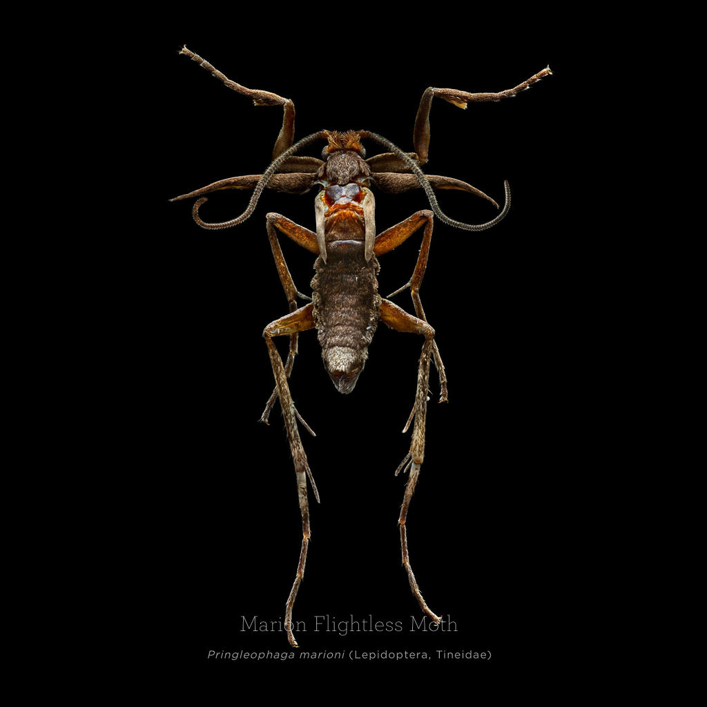 Đây là cách nhiếp ảnh gia tạo nên một tác phẩm macro về côn trùng