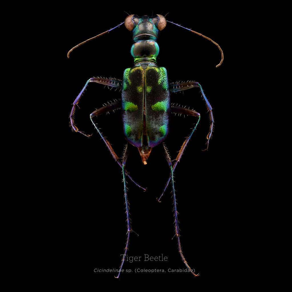 Đây là cách nhiếp ảnh gia tạo nên một tác phẩm macro về côn trùng