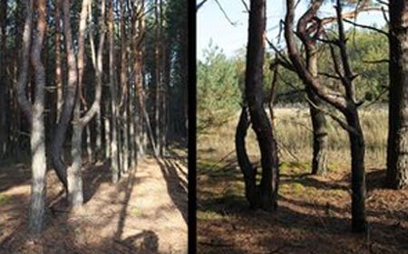 Di chứng rò rỉ hạt nhân trên cây cối ở Chernobyl