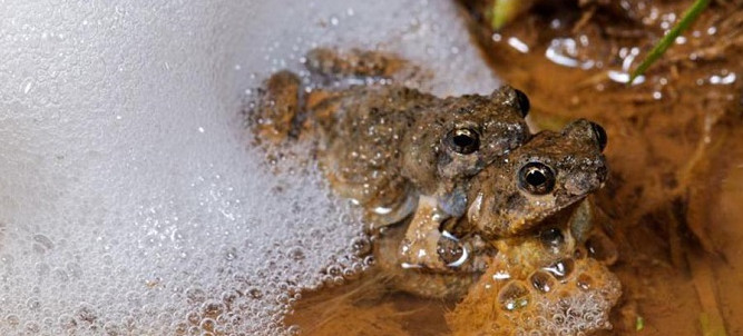 Dịch bôi trơn của loài ếch có thể chữa lành vết thương