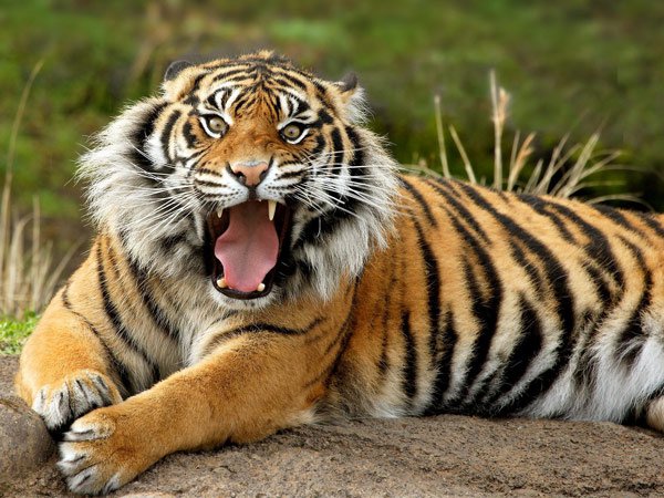 Điểm danh 12 loài động vật có cú đớp uy lực nhất thế giới tự nhiên
