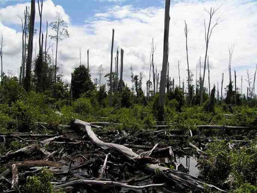 Diện tích rừng bị phá ở Mexico tăng nhanh trong 10 năm