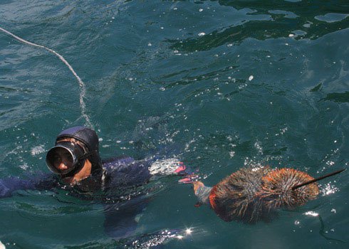 Diệt sao biển gai để bảo vệ san hô