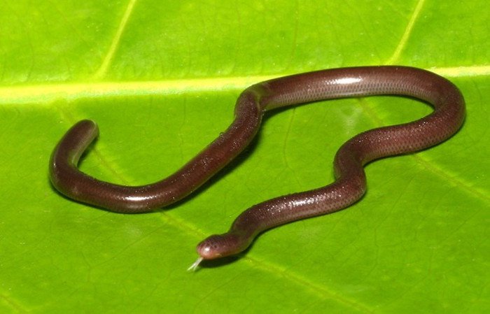 Điều ít biết về rắn giun tí hon của Việt Nam