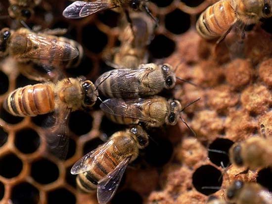 Điều tra cái chết của 20.000 con ong
