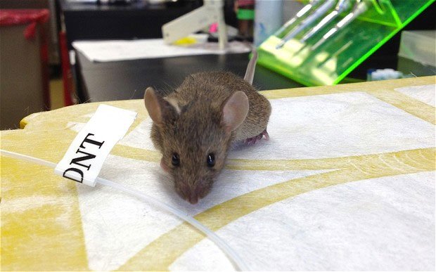 Dò mìn bằng chuột biến đổi gene