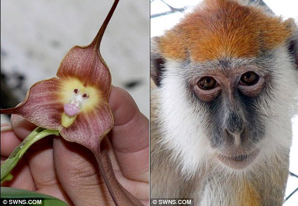 Độc đáo, hoa phong lan mặt khỉ ở Nam Mỹ