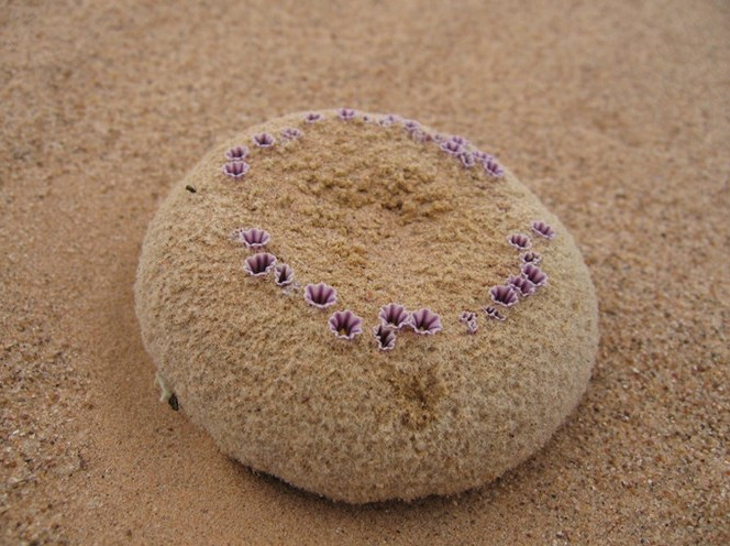 Độc lạ loài hoa nở trên cát như hoa ngoài hành tinh