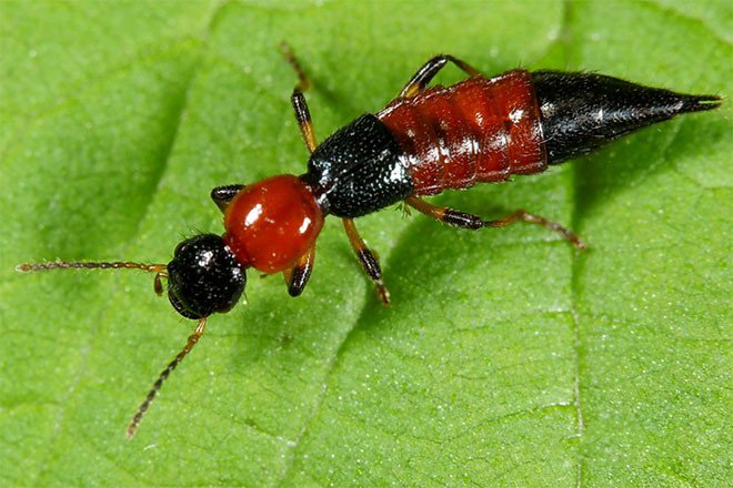 Độc tính của kiến ba khoang mạnh gấp 15 lần nọc rắn hổ