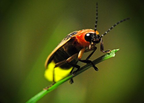 Đom đóm phát sáng để làm gì?