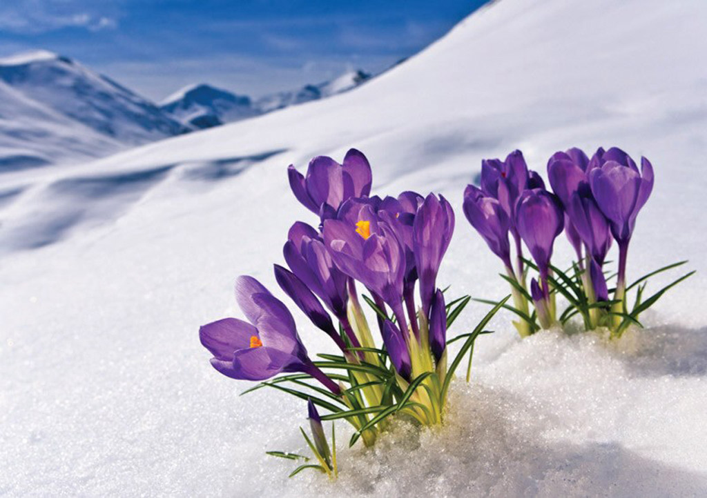 Đông ấm áp với rực rỡ sắc hoa trong tuyết