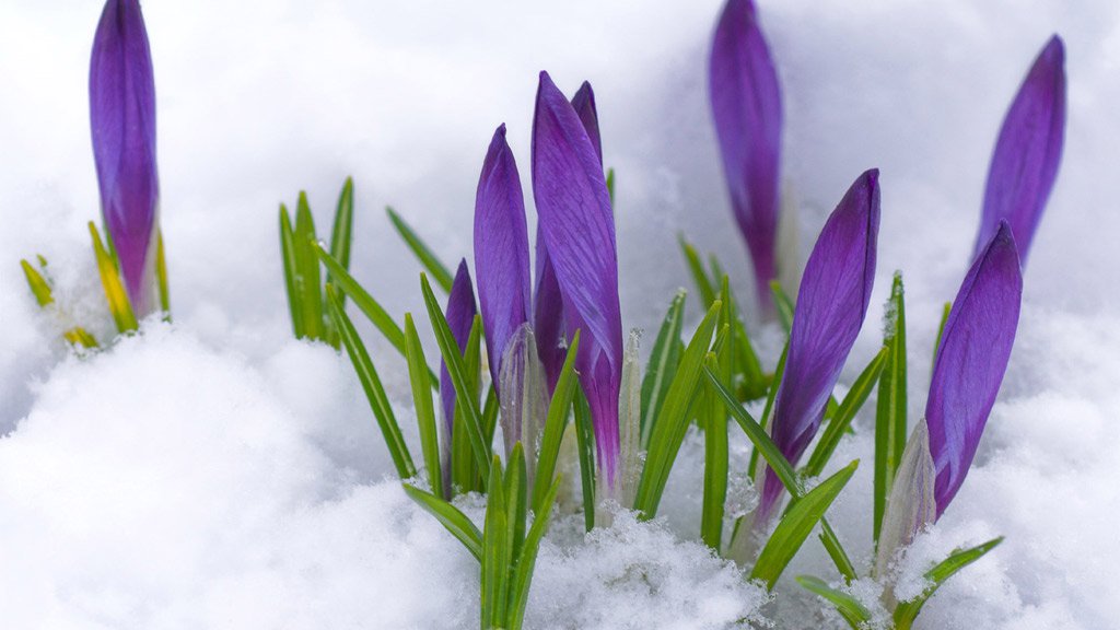 Đông ấm áp với rực rỡ sắc hoa trong tuyết
