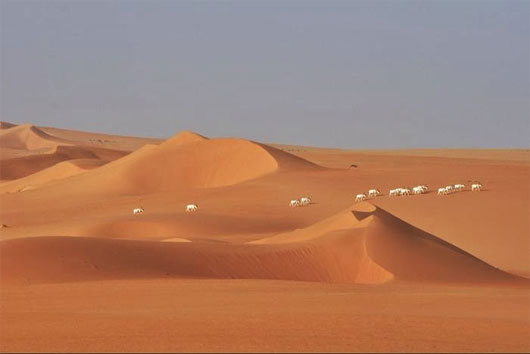 Động vật hoang dã ở Sahara ngày càng ít