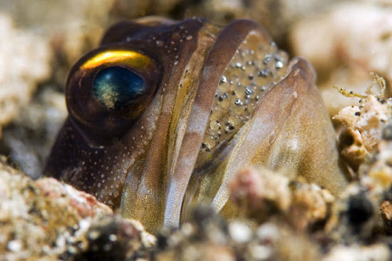 Động vật khoe sắc dưới biển sâu