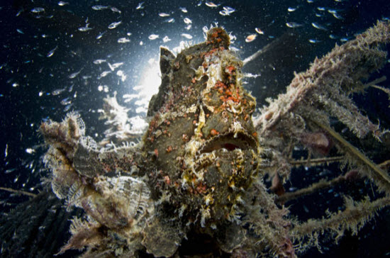 Động vật khoe sắc dưới biển sâu