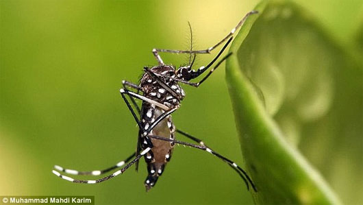 Đột phá mới giúp tiêu diệt muỗi trên phạm vi rộng