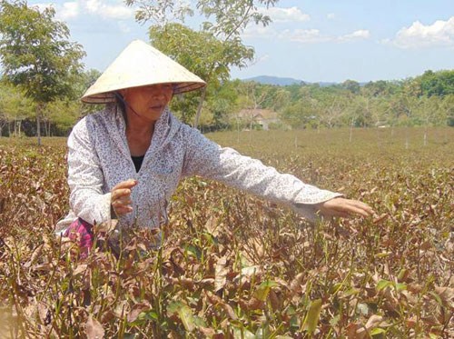 El Nino mạnh kỷ lục, mùa đông năm nay ấm áp