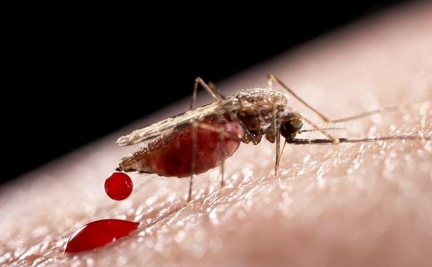 FDA: muỗi biến đổi gen không ảnh hưởng tới môi trường sẽ áp dụng để chống Zika