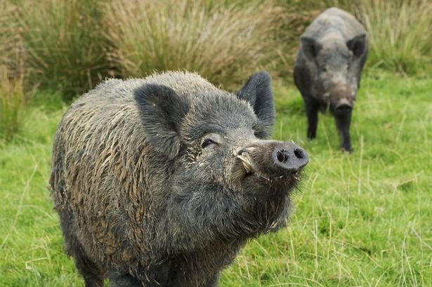 Fukushima tràn ngập lợn rừng đột biến phóng xạ