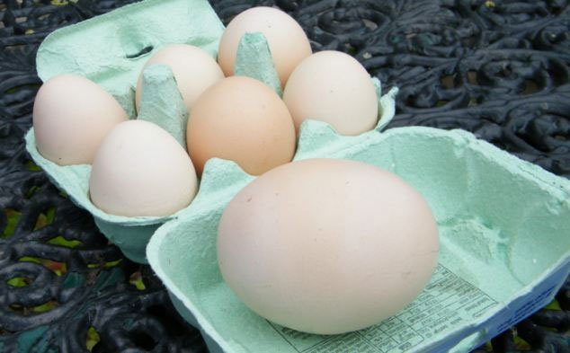 Gà đẻ trứng khổng lồ đúng ngày sinh nhật chủ