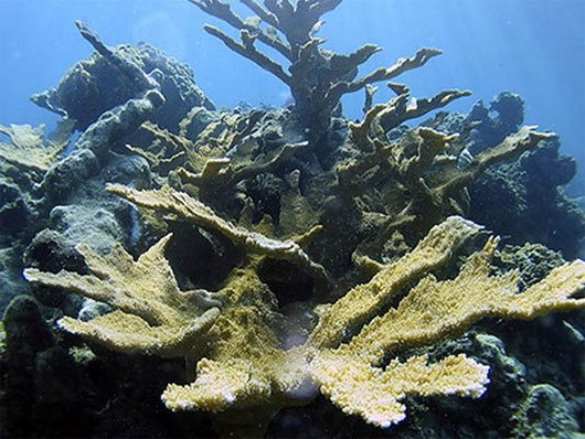 Gần 1/3 diện tích rạn san hô của Indonesia đã bị phá hủy