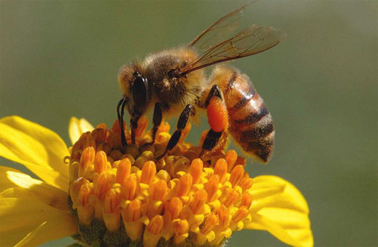 Gần 1/4 loài ong nghệ ở châu Âu có nguy cơ tuyệt chủng