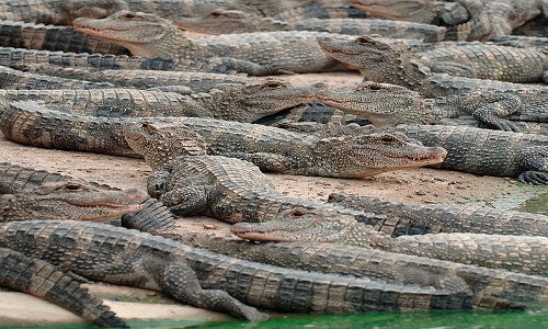 Gần 100 con cá sấu sổng chuồng trong mưa lũ ở Trung Quốc