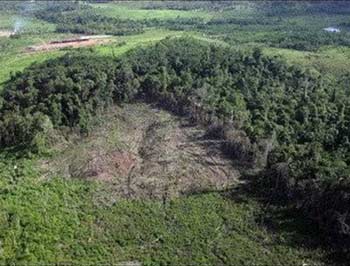 Gần 95% rừng nhiệt đới đang lâm nguy
