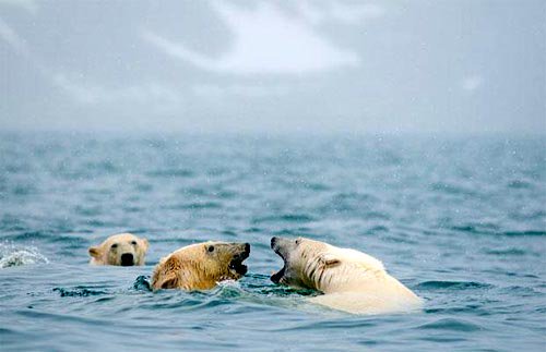 Gấu Bắc cực phải bơi liên tục 687km để kiếm ăn