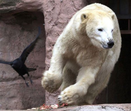 Gấu bắc cực và 5 điểm nguy hiểm