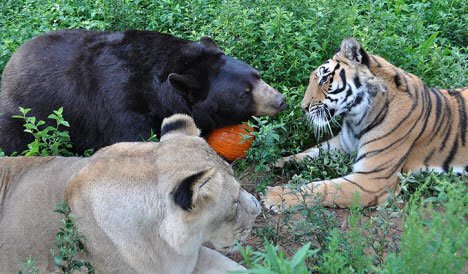Gấu, hổ, sư tử ... rủ nhau cùng ăn kiêng giảm cân