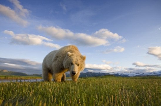 Gấu xám lặn xuống nước bắt cá hồi ở Alaska