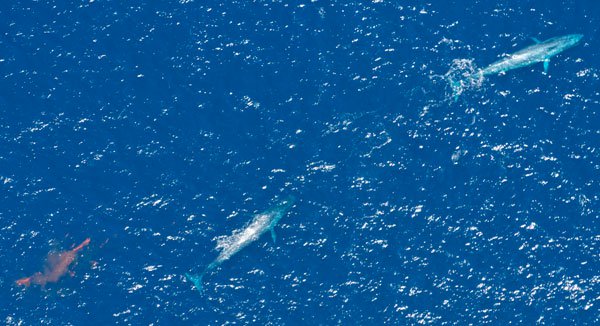 Ghi được hình ảnh đàn cá voi xanh lớn nhất thế giới