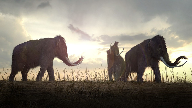 Giả thuyết sửng sốt, voi Mamút tuyệt chủng vì khát nước?