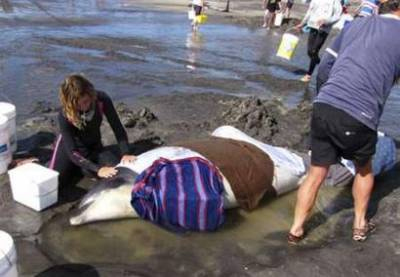 Giải cứu cá voi tại Australia