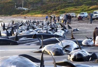 Giải cứu cá voi tại Australia