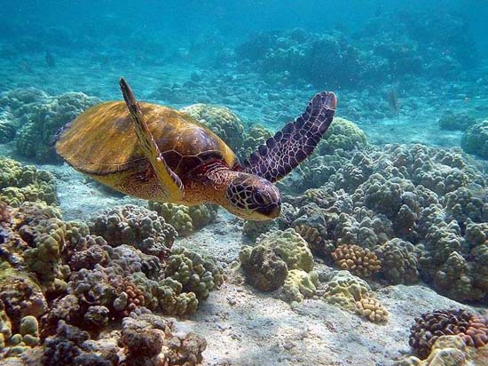 Giải cứu những rặng san hô trên toàn cầu