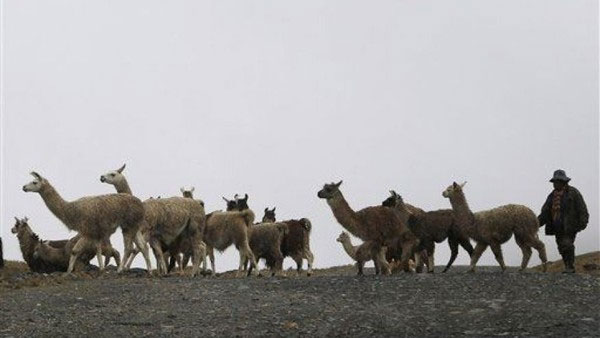 Giải mã bí ẩn 42 bộ xương trẻ em chôn cùng lạc đà không bướu ở Peru