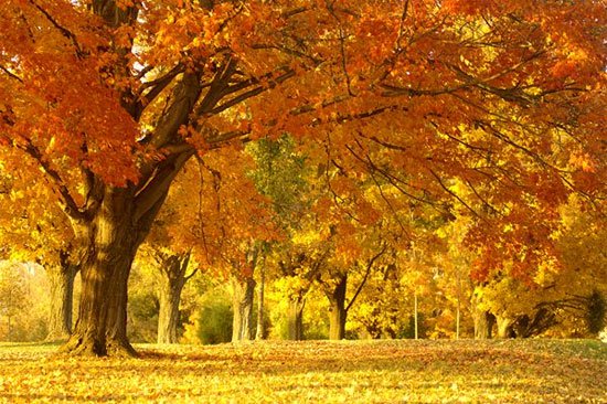 Giải mã bí ẩn mùa thu lá rơi vàng