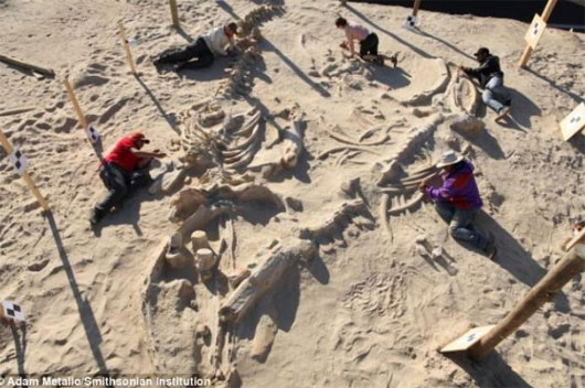 Giải mã cái chết bí ẩn tại nghĩa địa cá voi 9 triệu năm tuổi