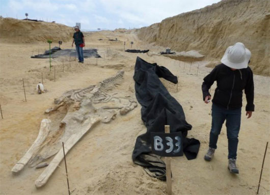 Giải mã cái chết bí ẩn tại nghĩa địa cá voi 9 triệu năm tuổi