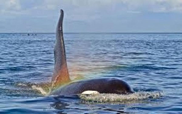 Giải mã hiện tượng cá voi tạo cầu vồng tuyệt đẹp
