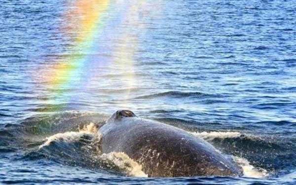 Giải mã hiện tượng cá voi tạo cầu vồng tuyệt đẹp