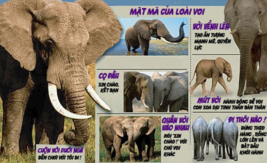 Giải mã ngôn ngữ của loài voi