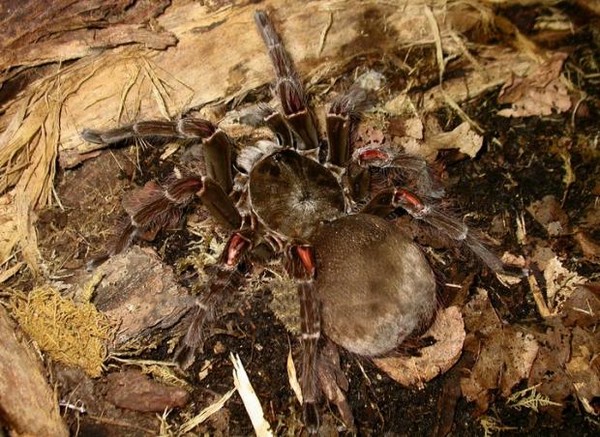 Giật mình trước 5 loài nhện khổng lồ trên thế giới